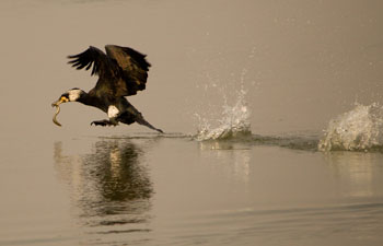 cormorant